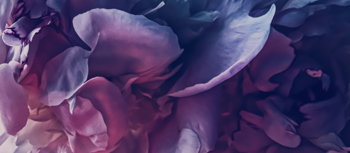 Purple Peony Flower as Abstract Floral Background